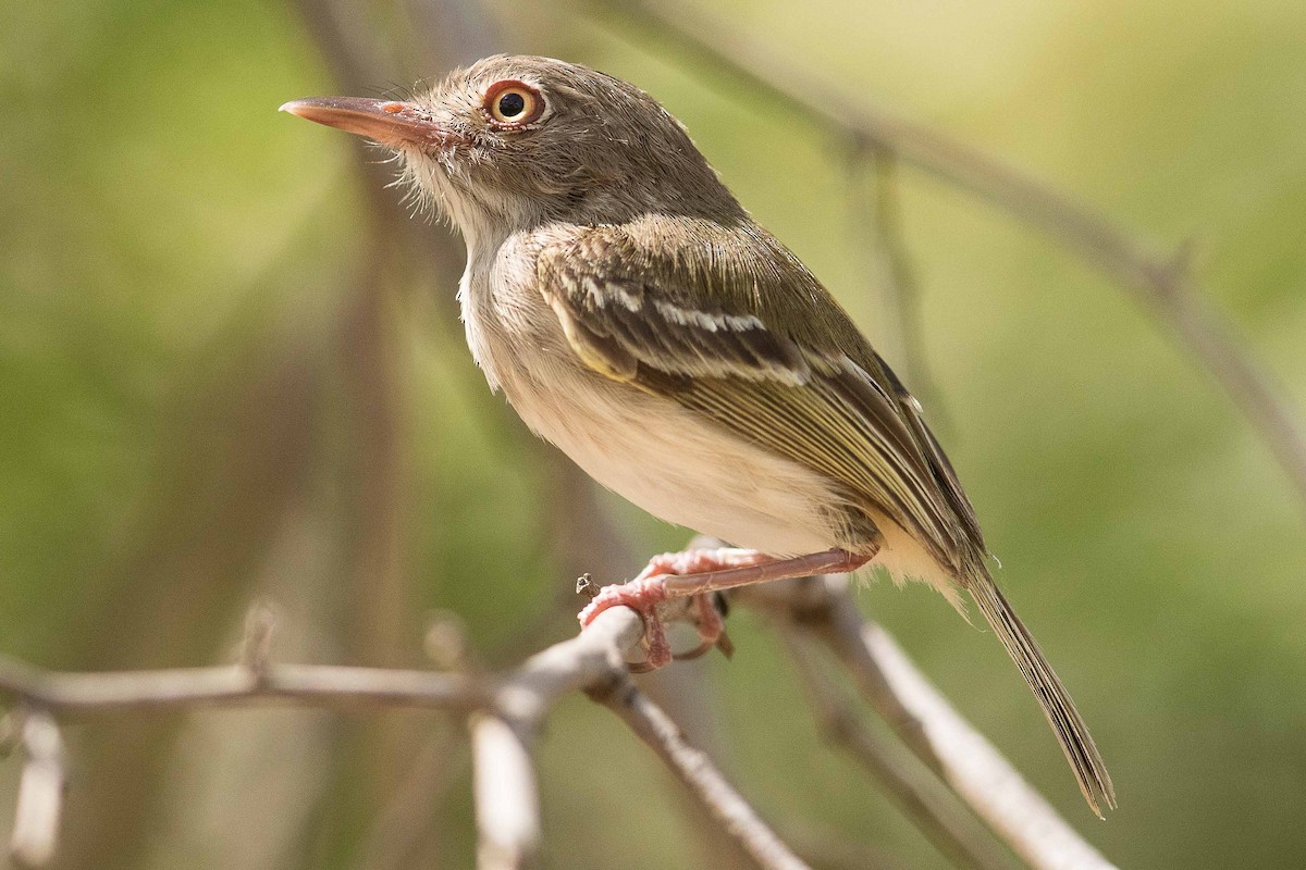 Pearly-vented Tody-Tyrant - ML70002021