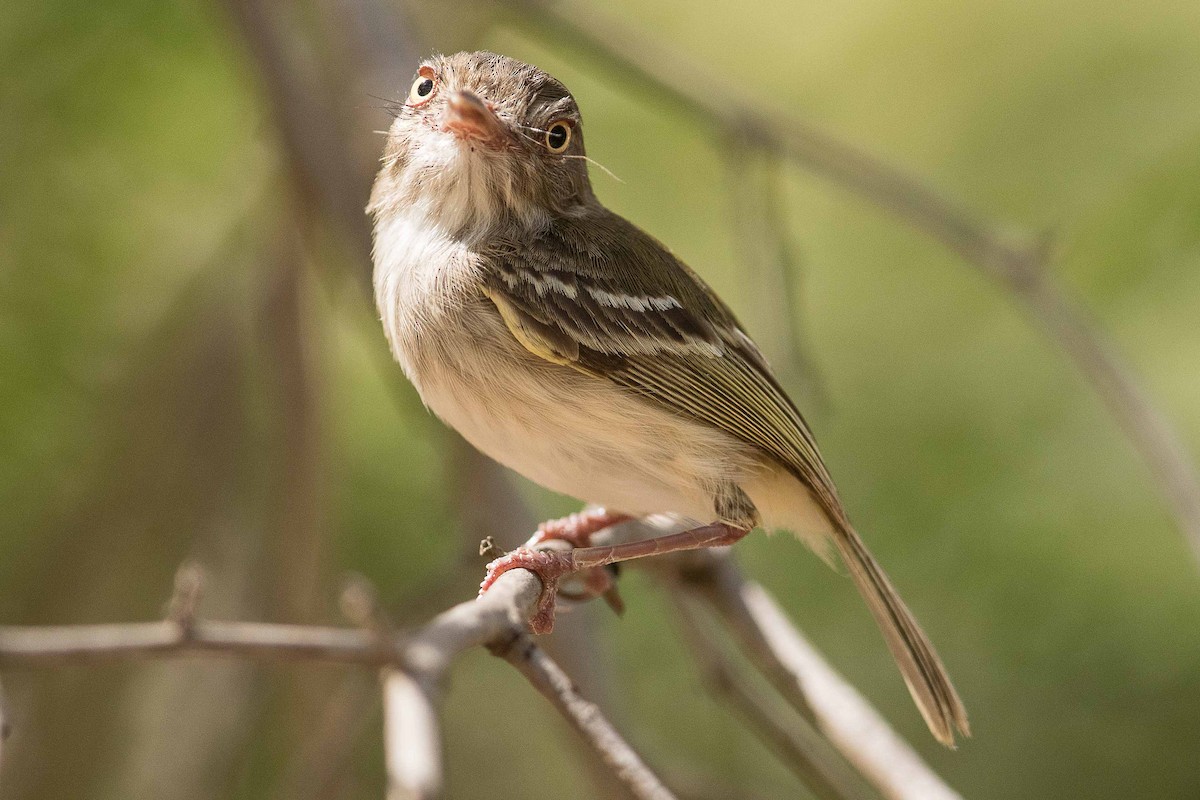 Pearly-vented Tody-Tyrant - ML70002041