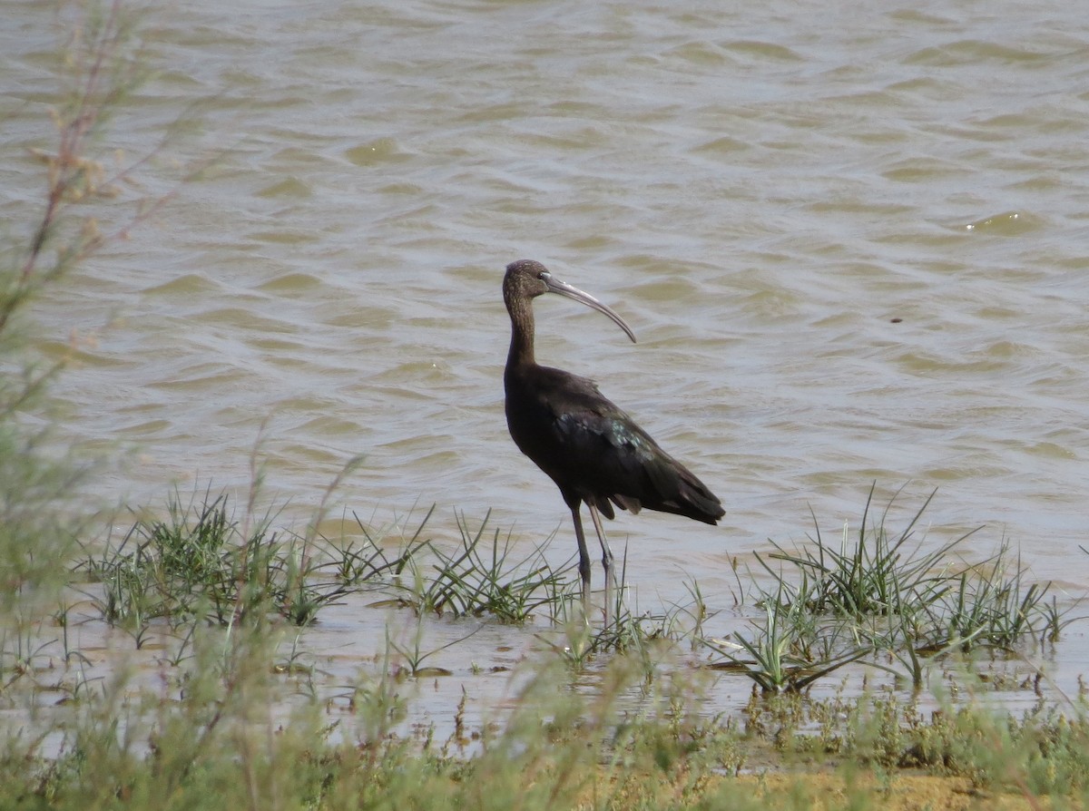 Glossy Ibis - Ian Thomson