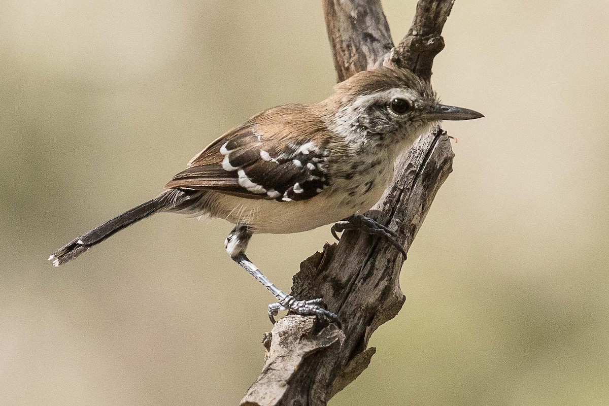 Northern White-fringed Antwren - ML70002071