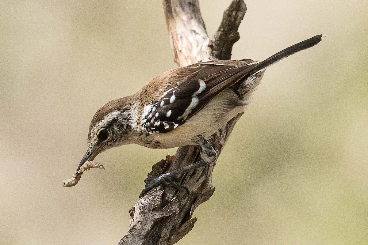 Northern White-fringed Antwren - ML70002081