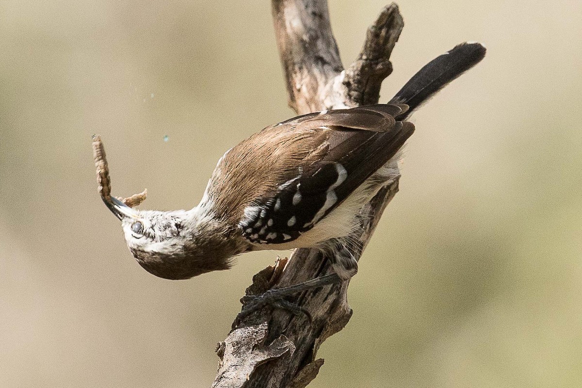 Northern White-fringed Antwren - ML70002091