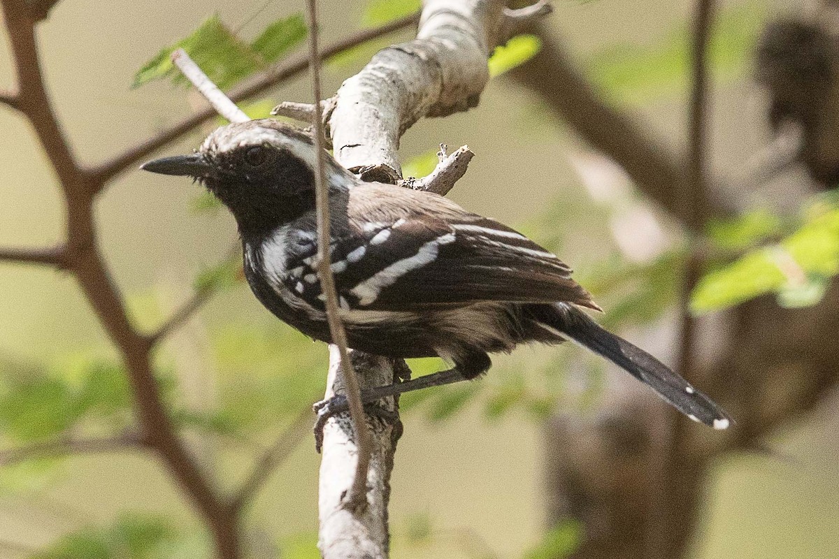 Northern White-fringed Antwren - ML70002141