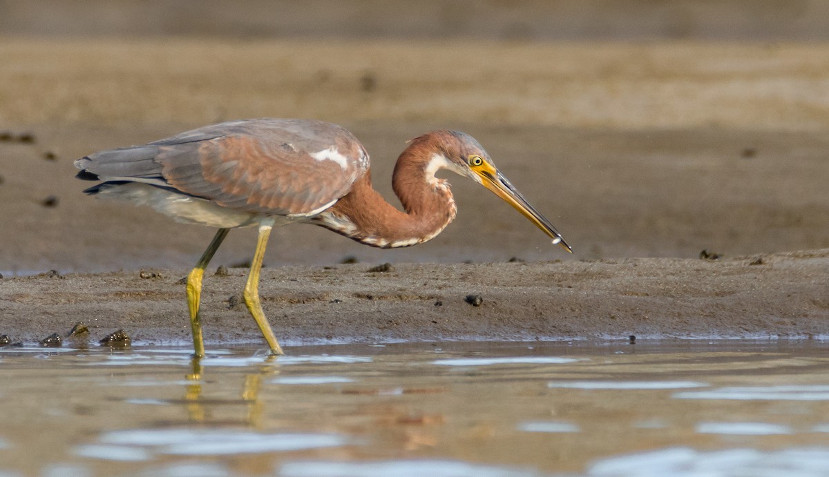 Tricolored Heron - ML70002671