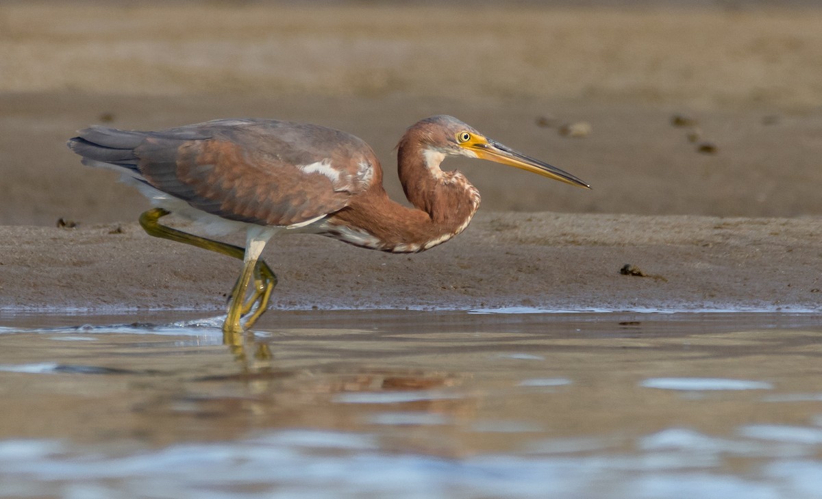 Tricolored Heron - ML70002681