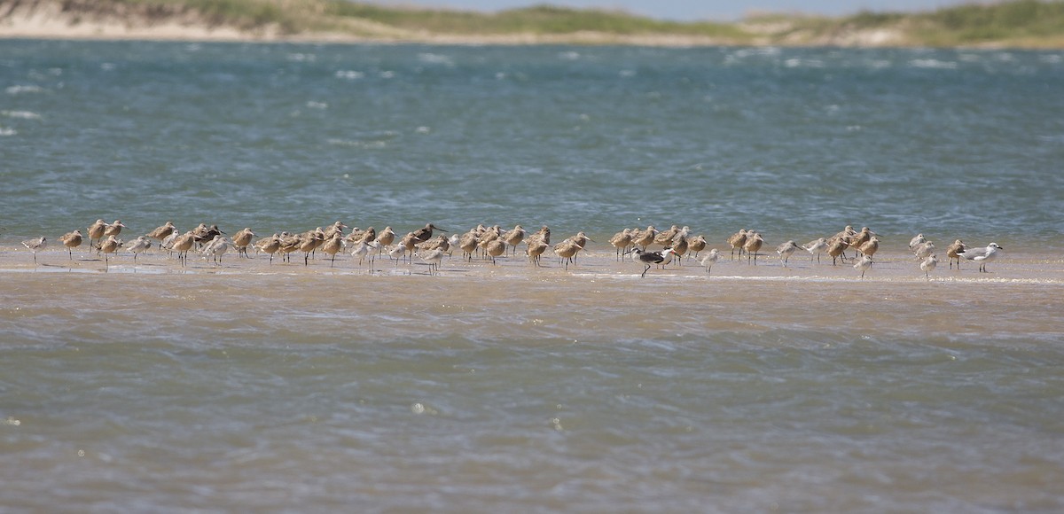 Marbled Godwit - ML70003051