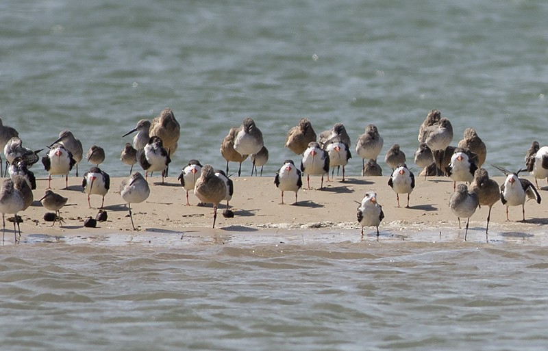 Black Skimmer - ML70003081