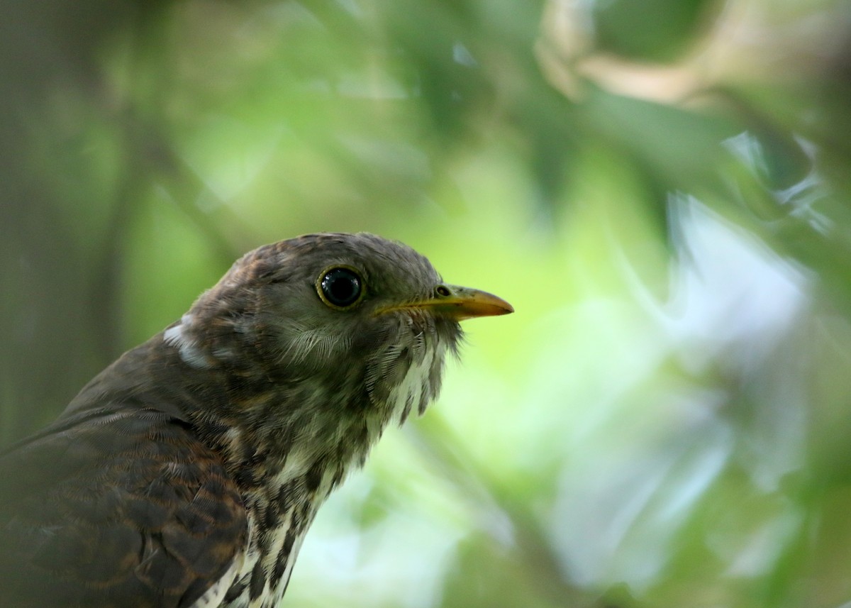 Common Hawk-Cuckoo - Sneha Gupta