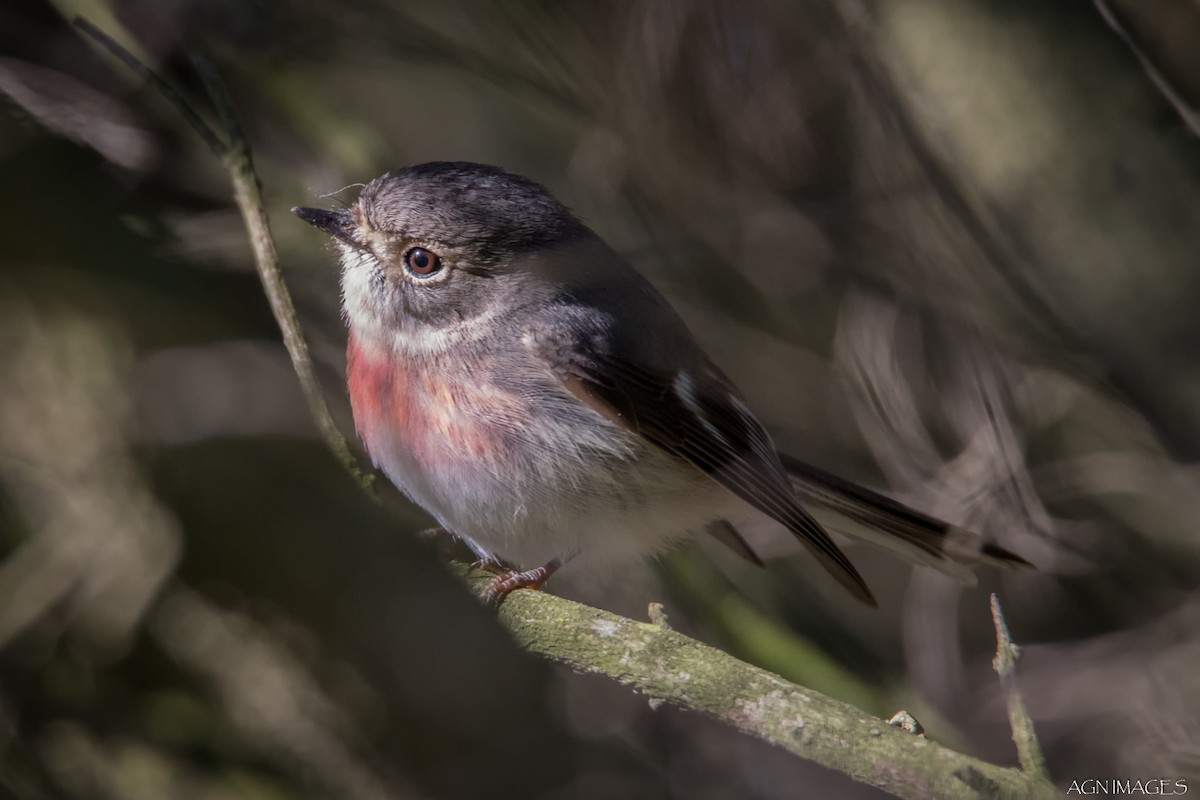 Rose Robin - Alison  Nisbett