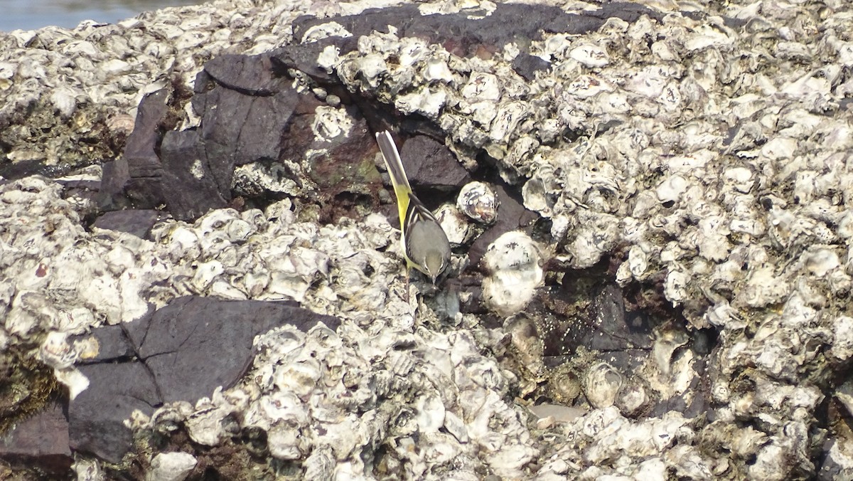 Gray Wagtail - ML70004031