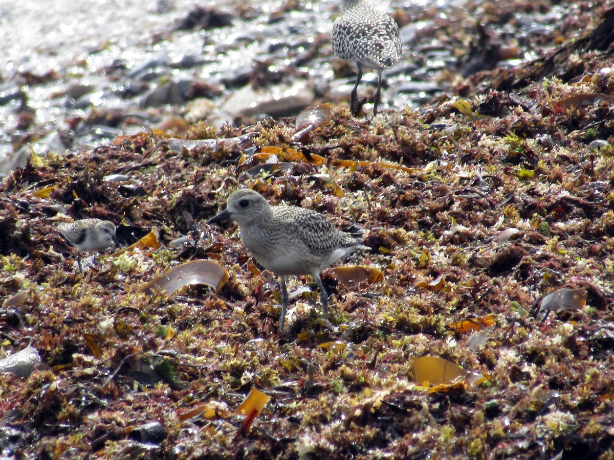 Black-bellied Plover - ML70005711