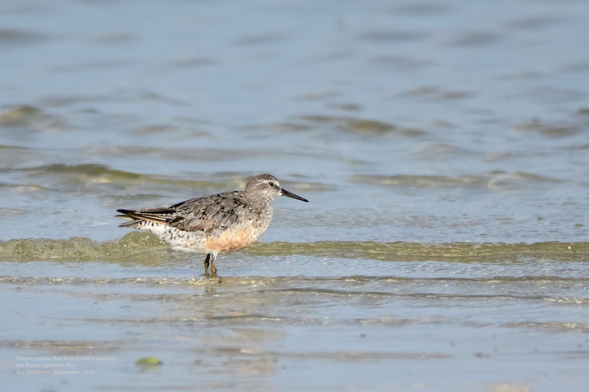 Red Knot - ML70007771