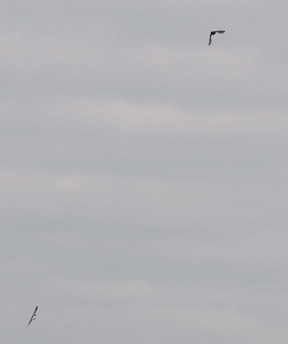 Tree Swallow - ML70008071