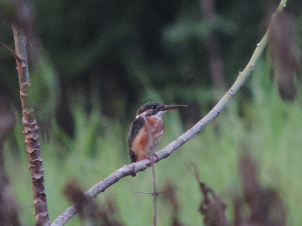 Common Kingfisher - ML70008201