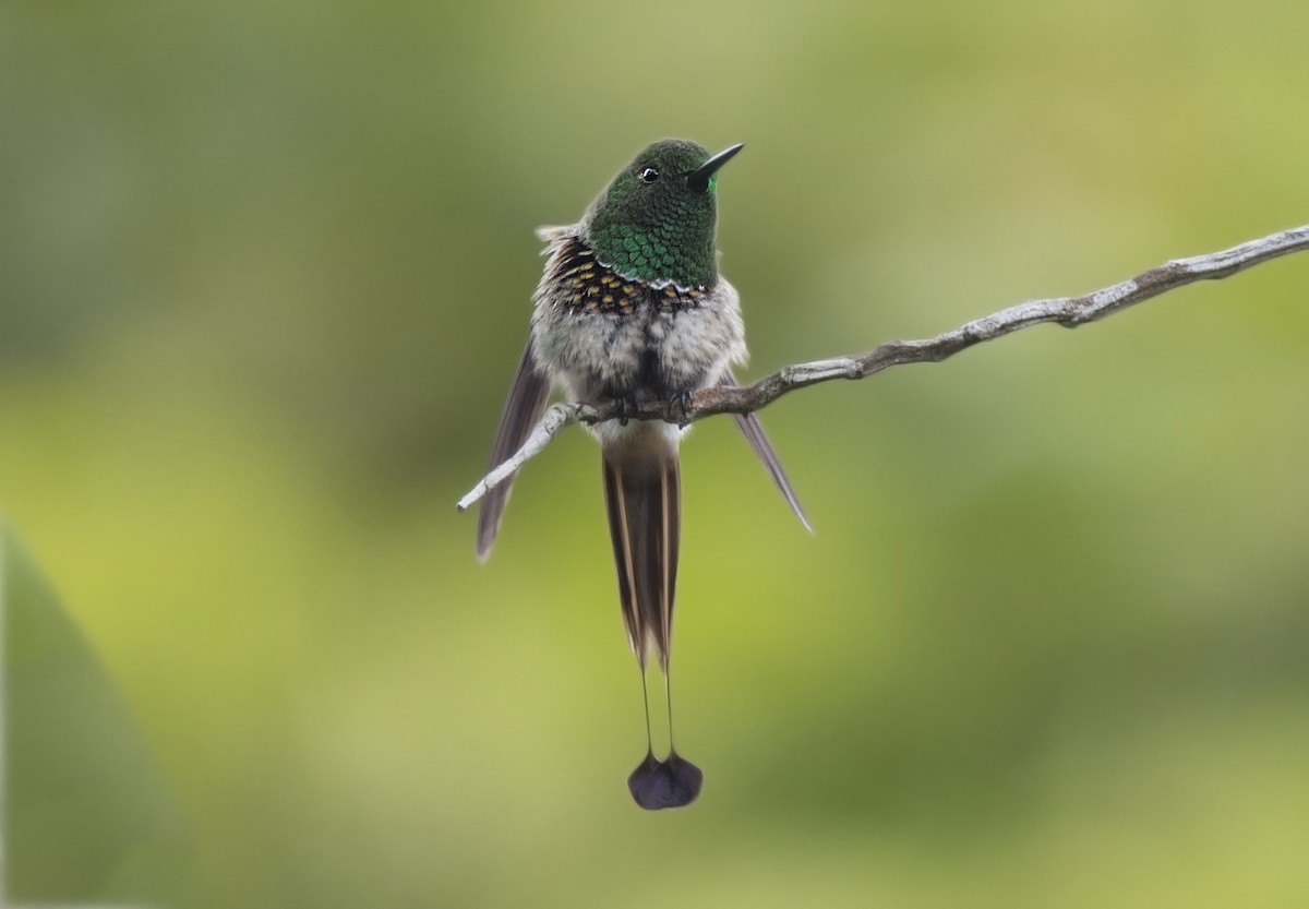 Racket-tipped Thorntail - ADMILSON GOMES