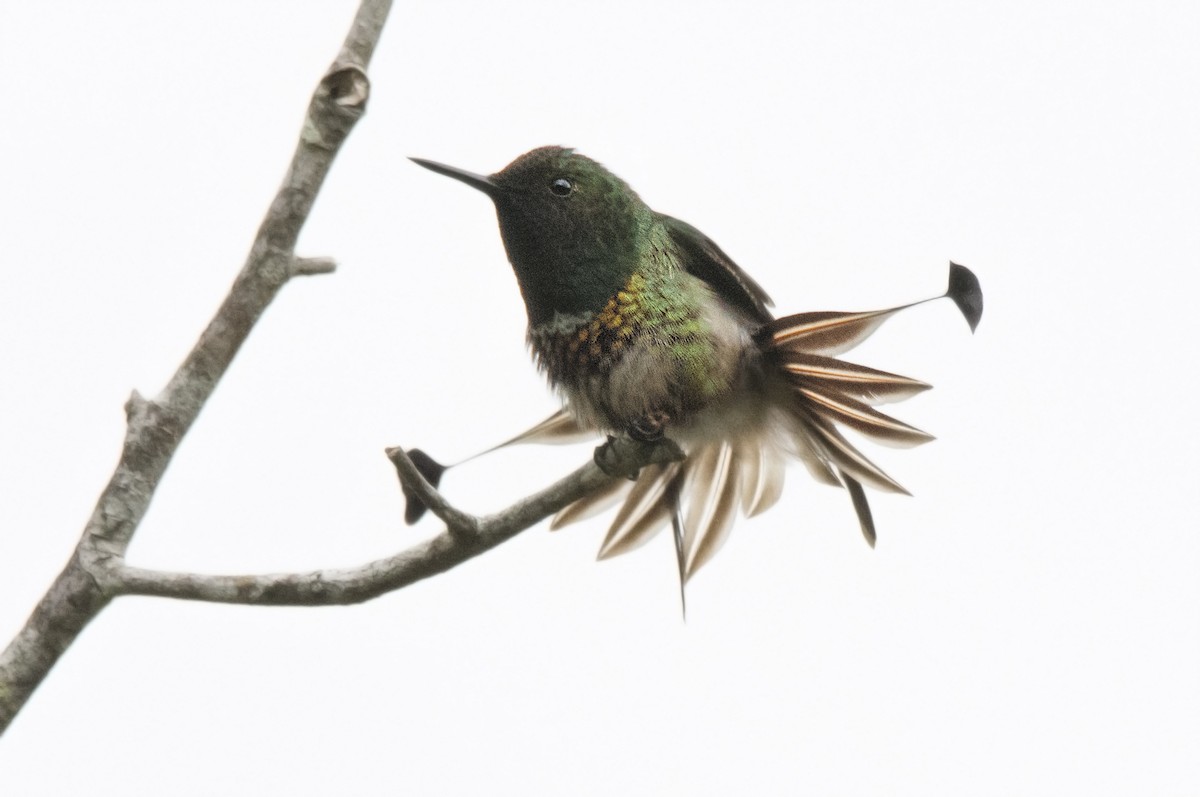 kolibřík pálkoocasý - ML70009031