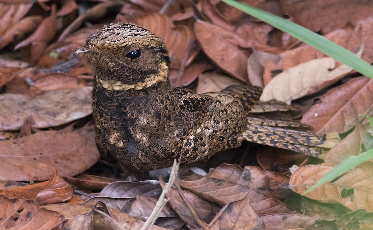 Rufous Nightjar - ADMILSON GOMES