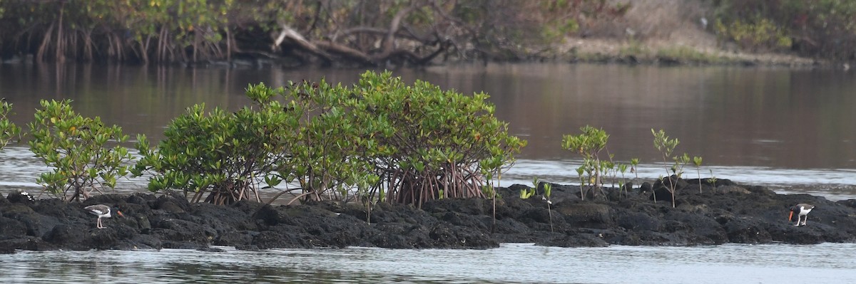 American Oystercatcher - ML70009291