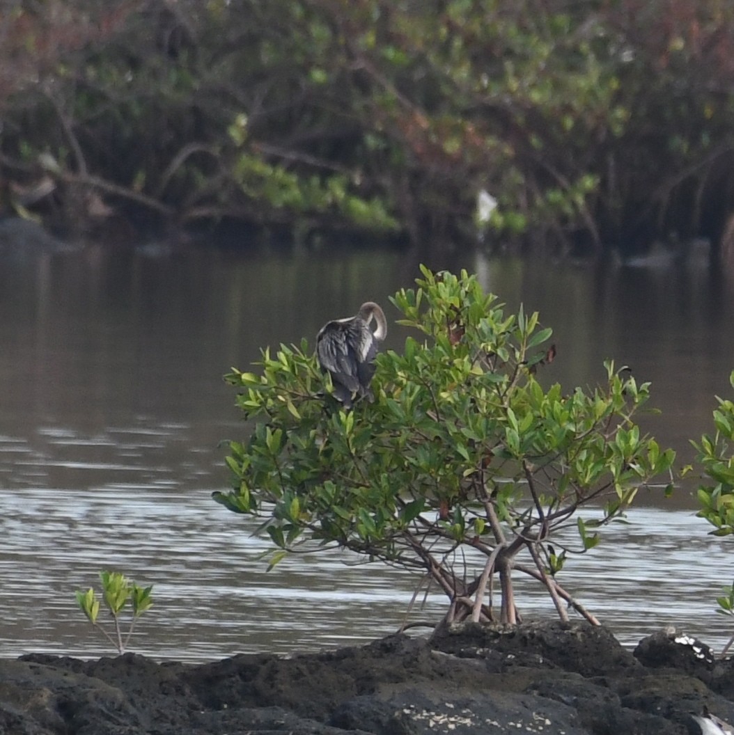 Anhinga - ML70009311