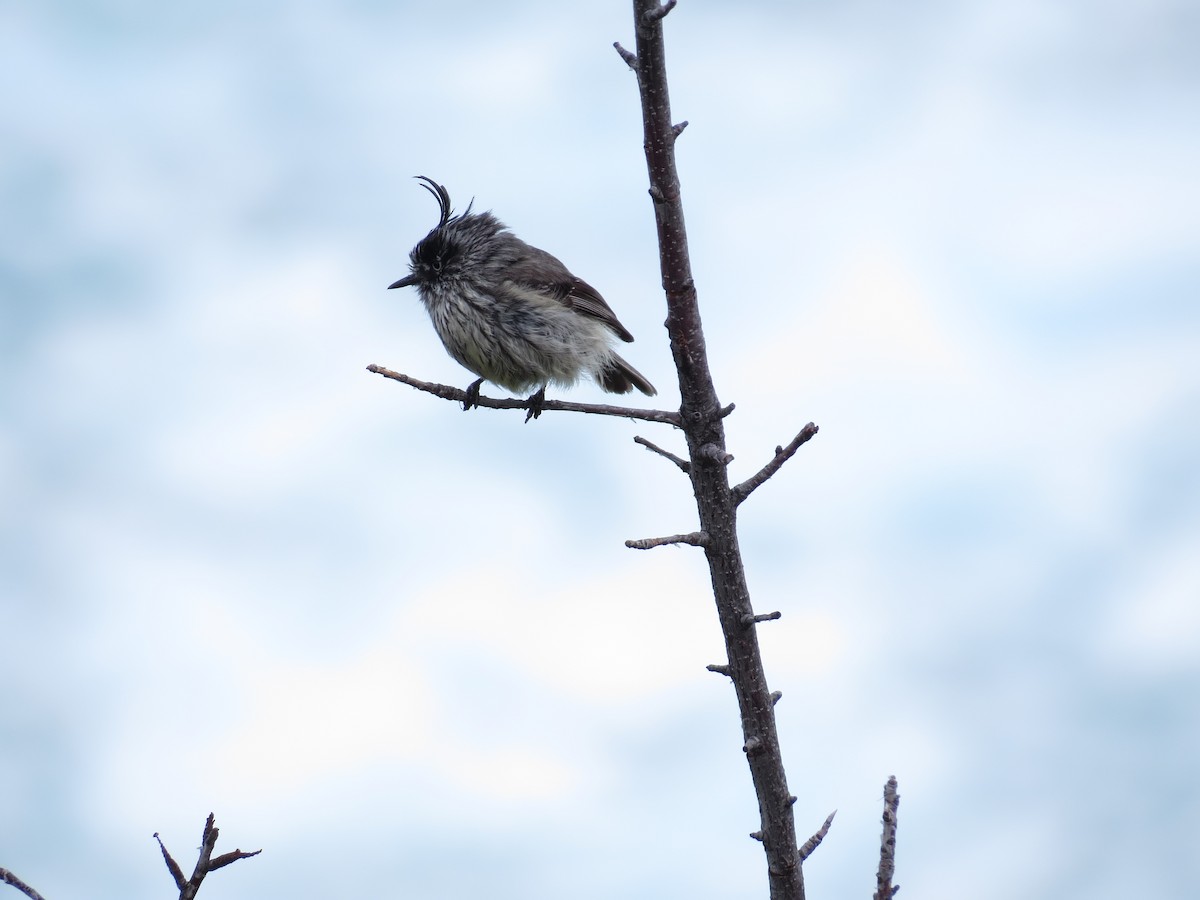 Tufted Tit-Tyrant - ML70009571