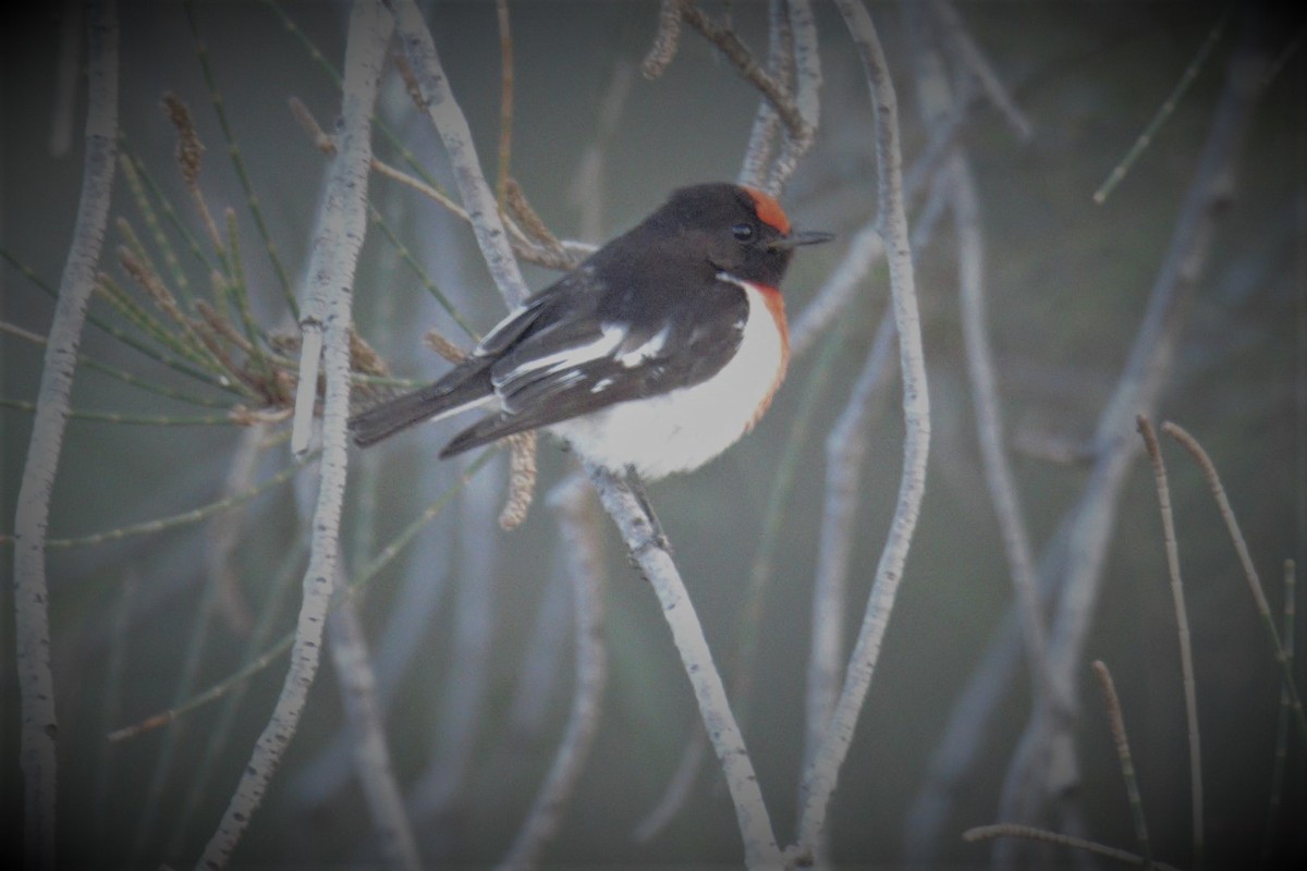 Red-capped Robin - ML70009591