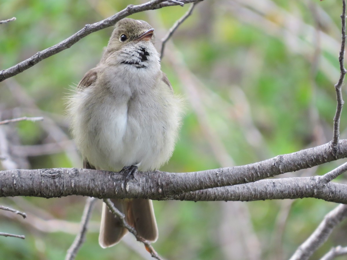 White-crested Elaenia - ML70009621