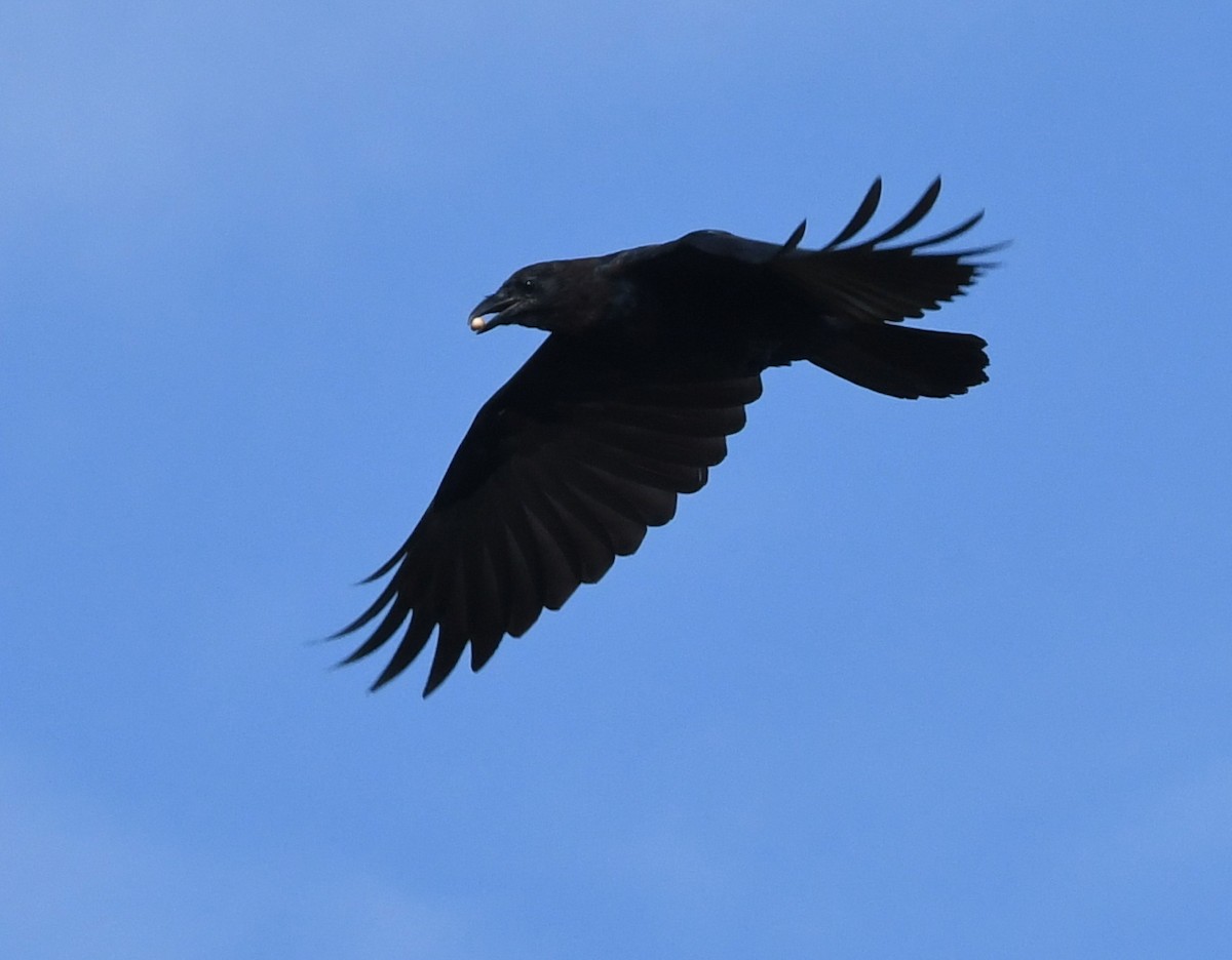 Fish Crow - ML70010791