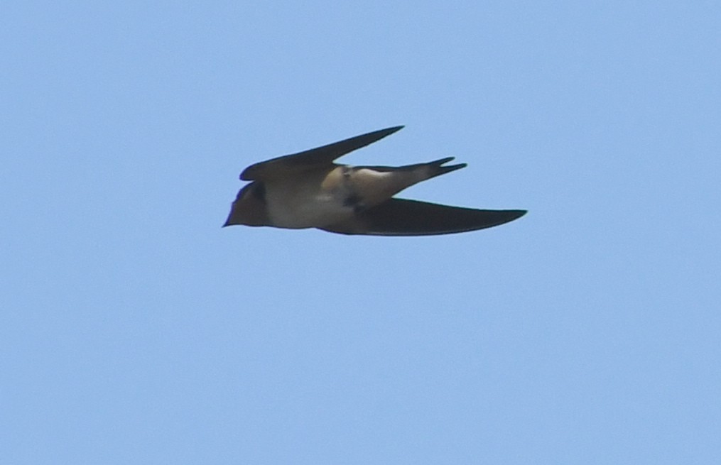 Barn Swallow - ML70012381