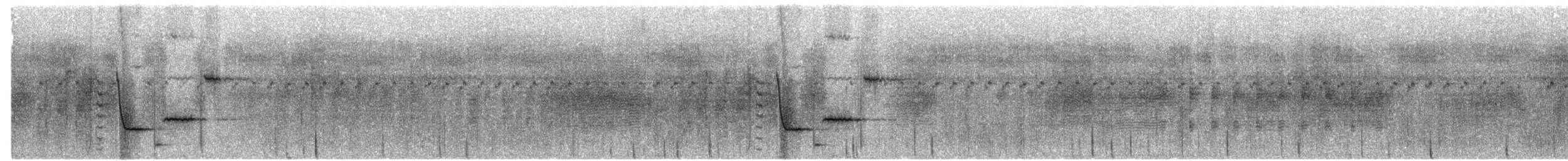 White-bellied Thicket-Fantail - ML700128