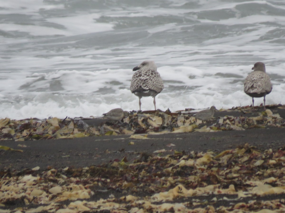 Red Knot - ML70013821