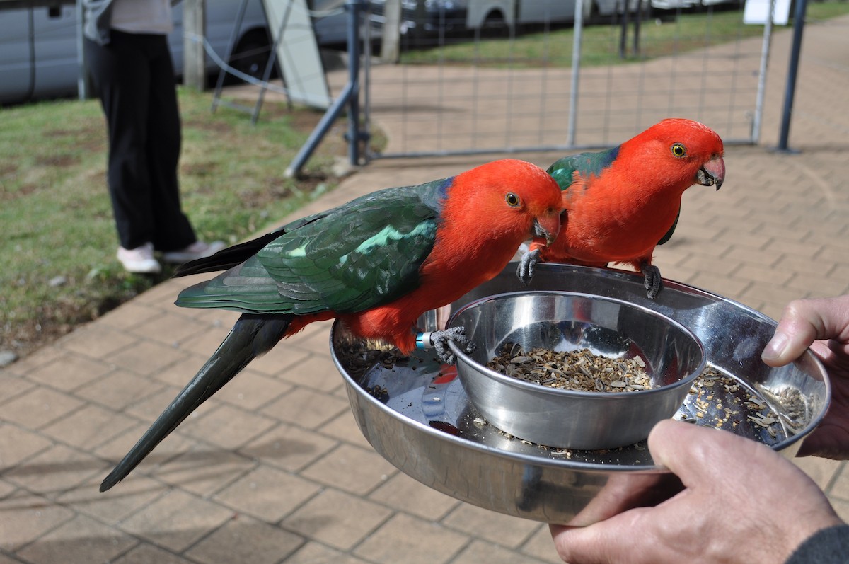 Australian King-Parrot - Holger Woyt