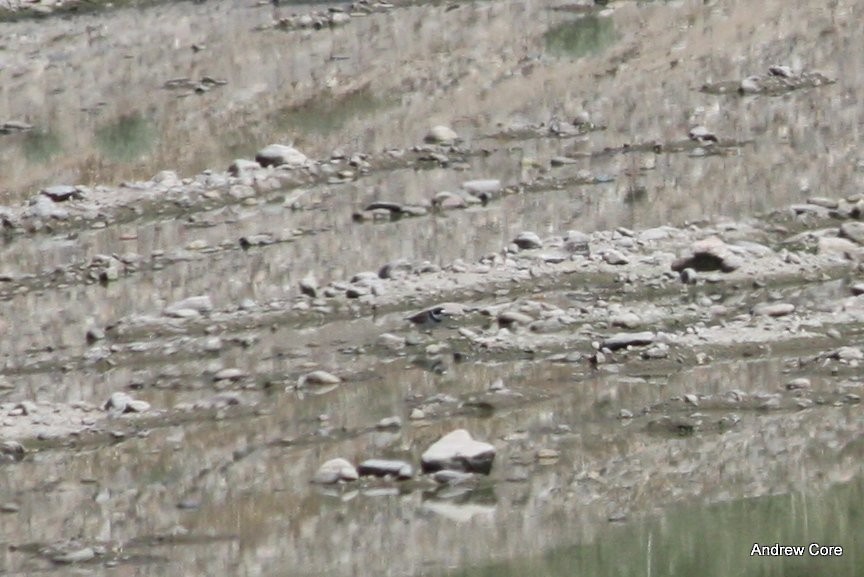 Semipalmated Plover - ML70015461