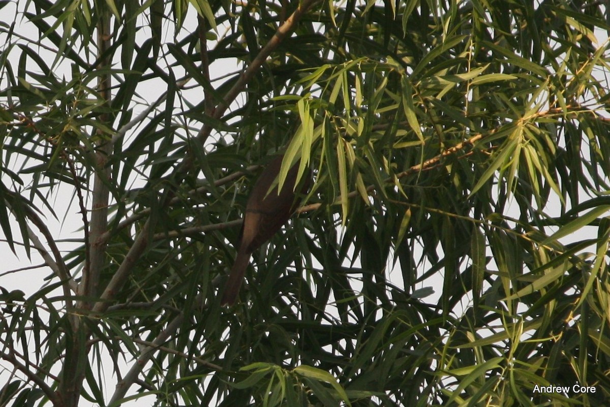 Yellow-billed Cuckoo - ML70015801