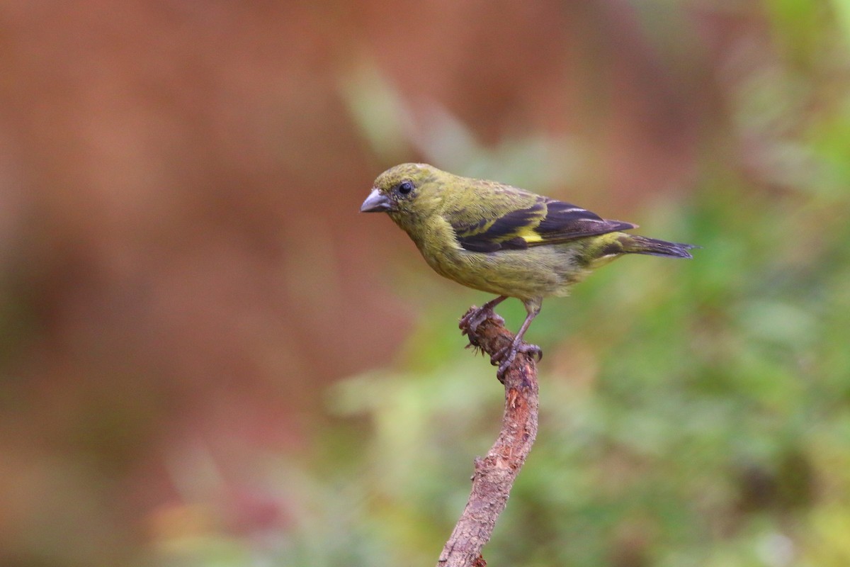 Yellow-bellied Siskin - Devin Griffiths