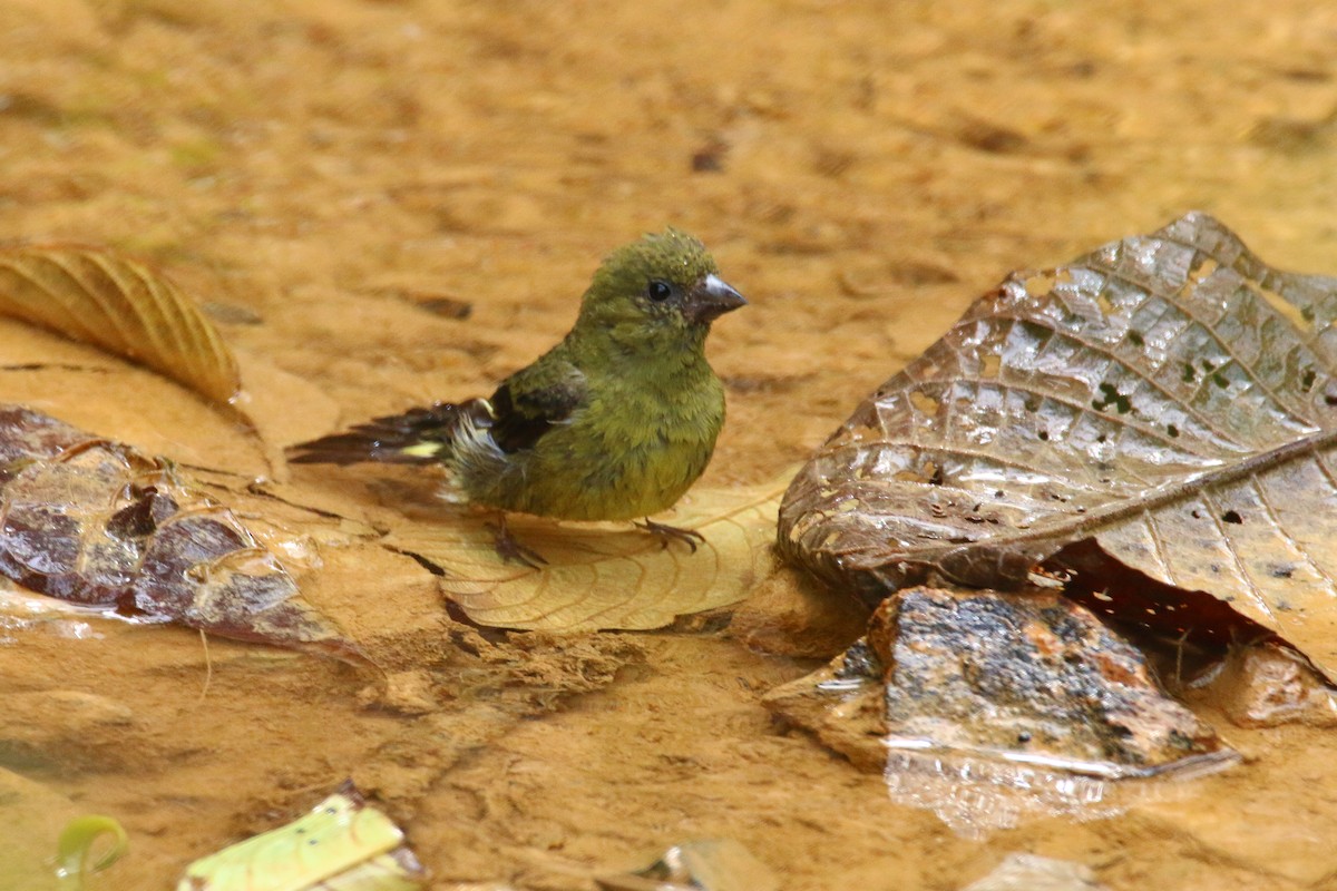 Yellow-bellied Siskin - ML70015951