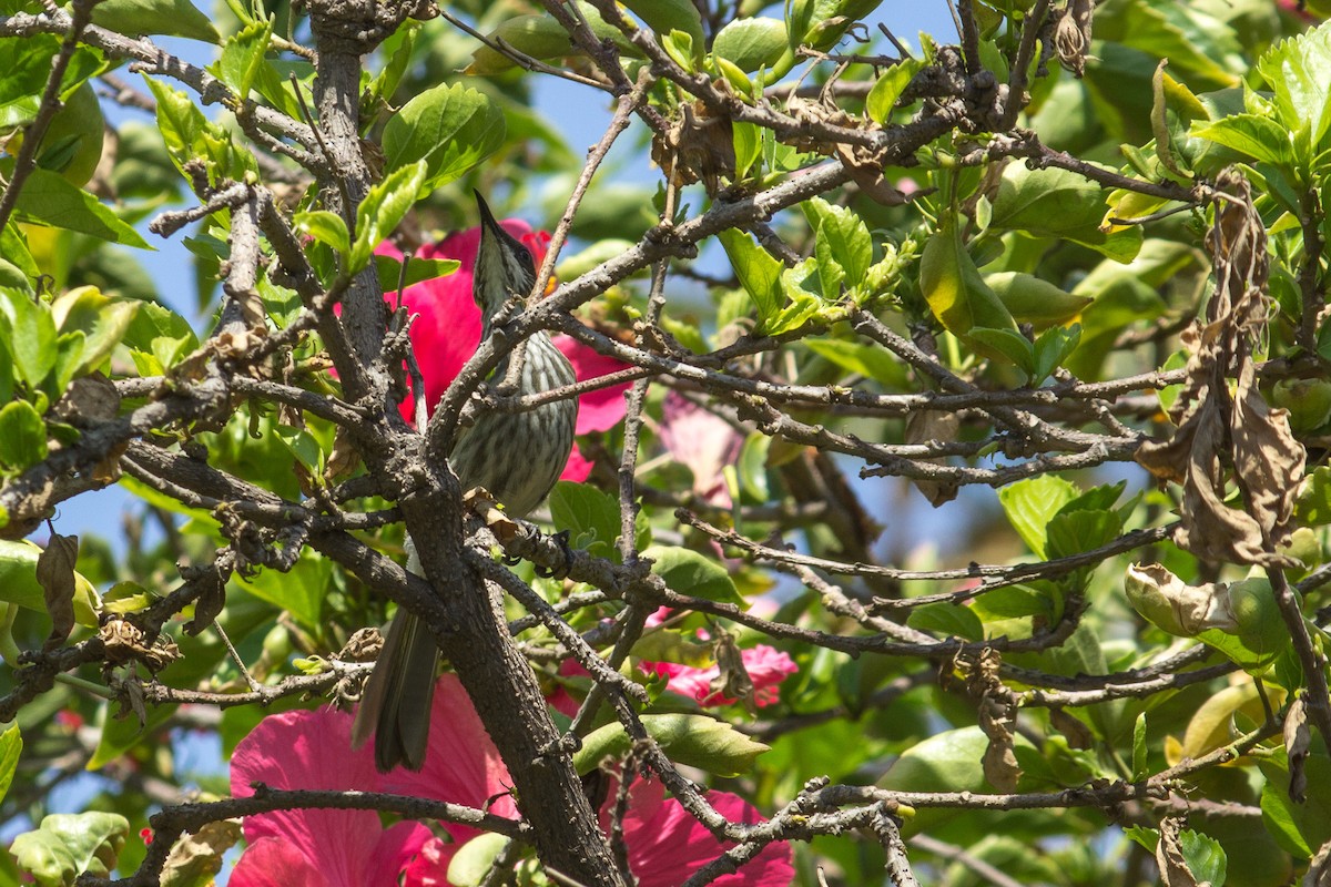 Streak-breasted Honeyeater - ML70016081