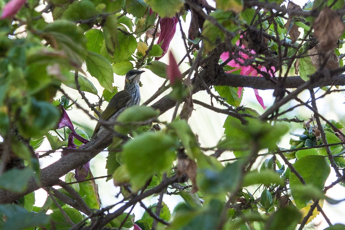 Streak-breasted Honeyeater - ML70016091