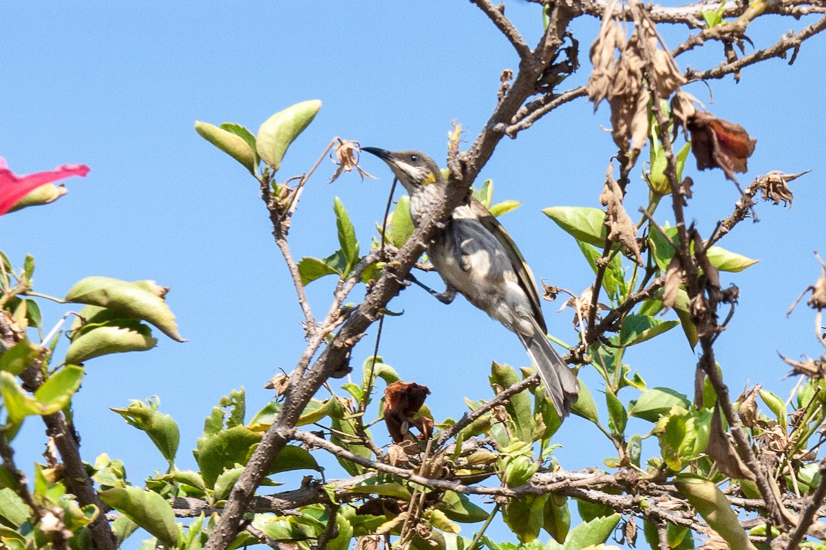 Streak-breasted Honeyeater - ML70016101