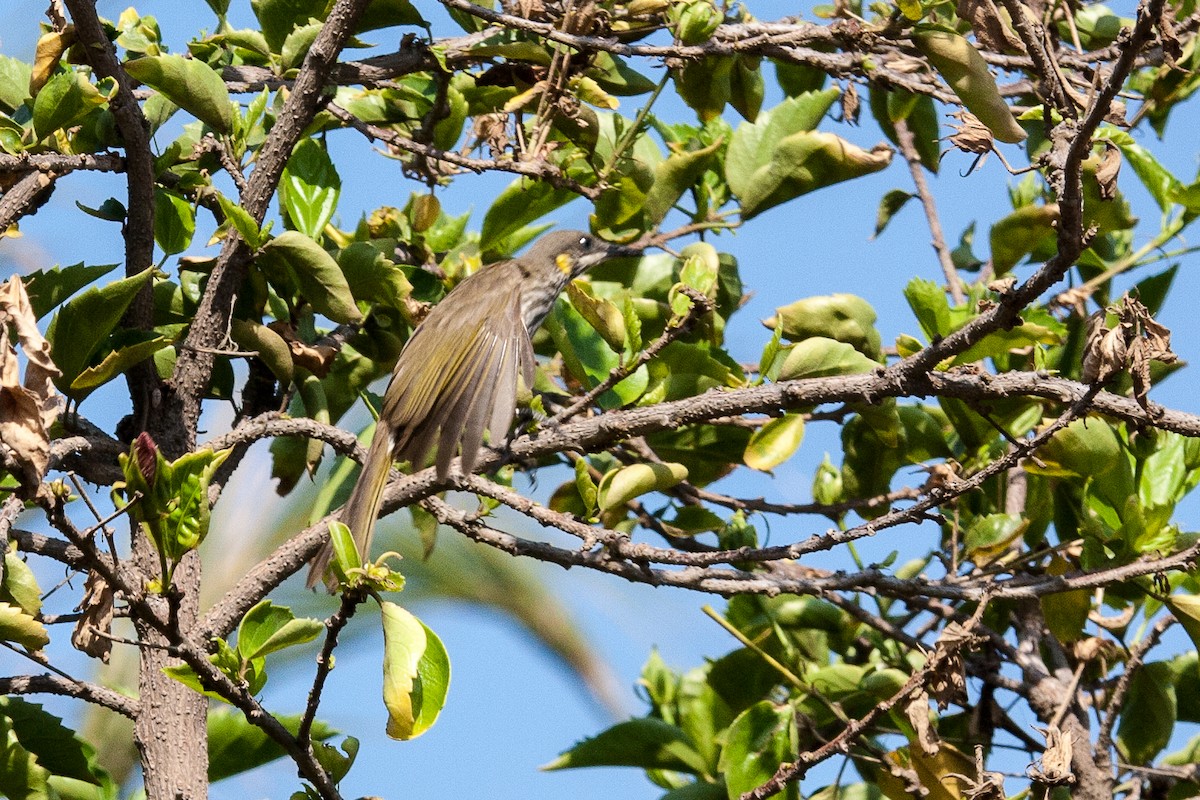 Streak-breasted Honeyeater - ML70016111