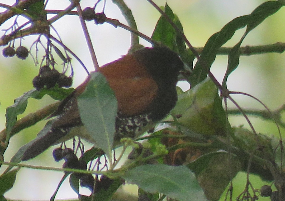 Black-and-white Mannikin (Red-backed) - ML70017201