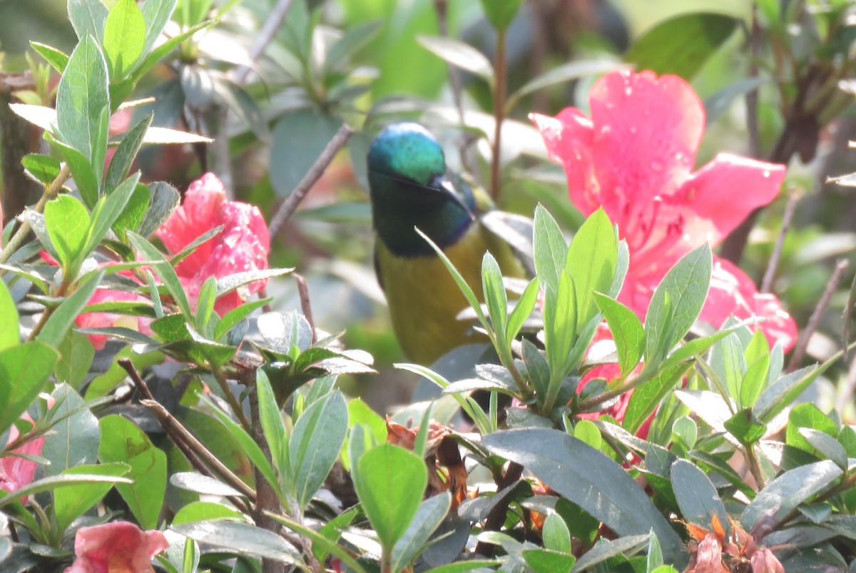 Collared Sunbird - ML70017211