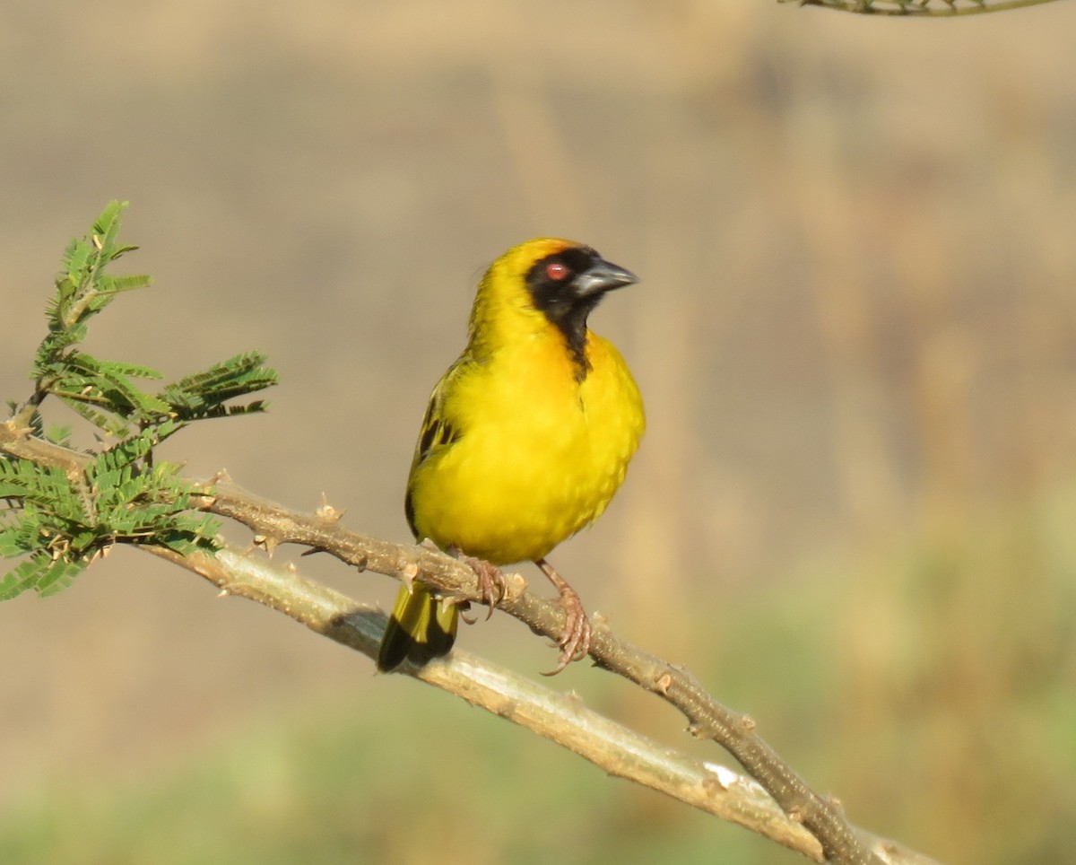 Southern Masked-Weaver - Tracy Arthur