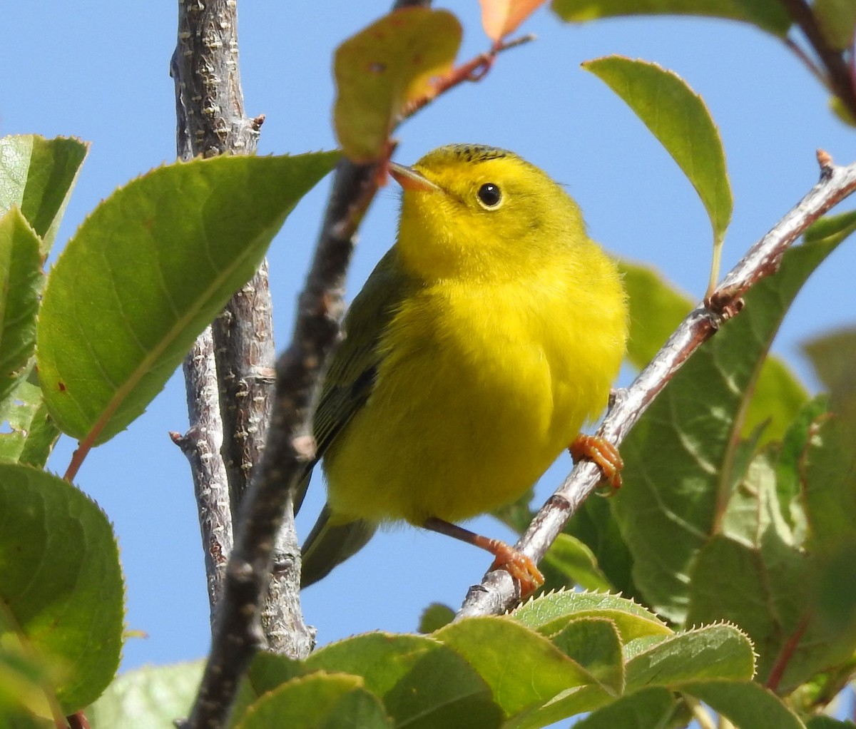 Wilson's Warbler - ML70017851