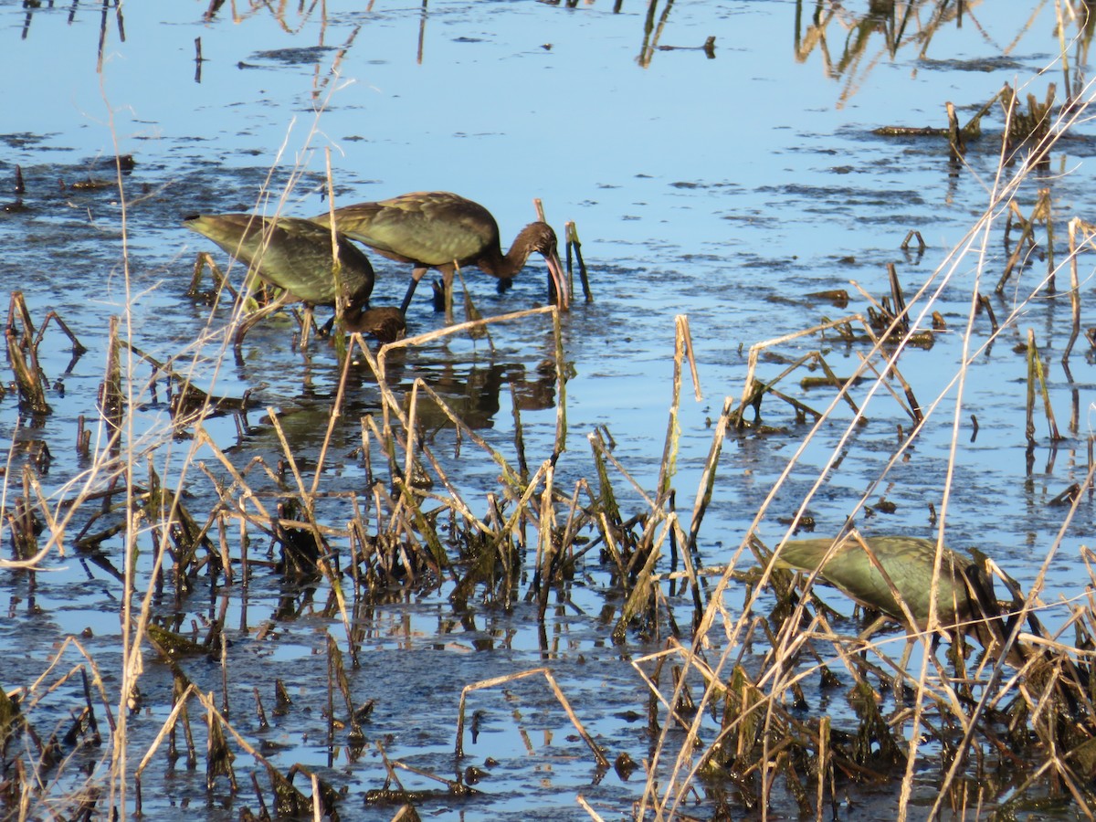 Glossy Ibis - ML70017971