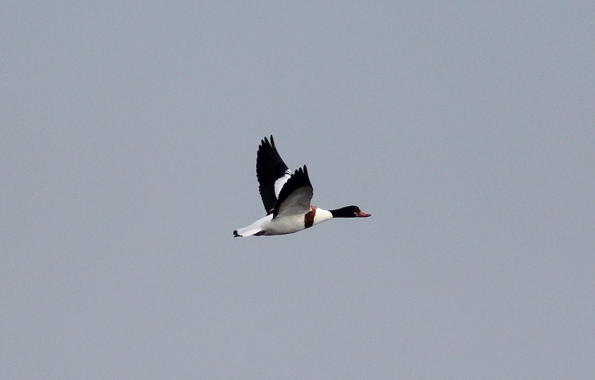 Common Shelduck - ML70018071