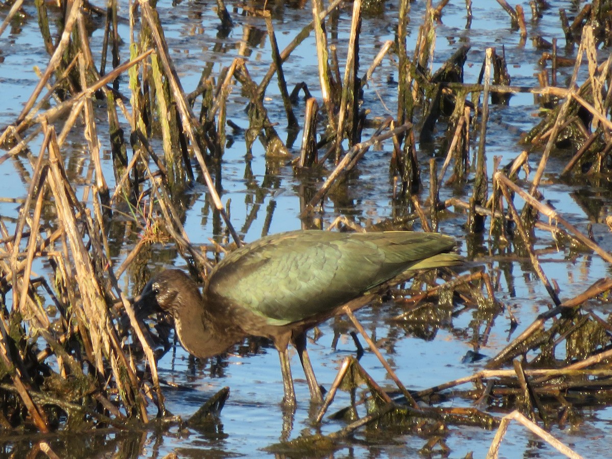 Glossy Ibis - ML70018081