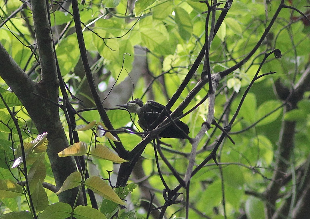 Heart-spotted Woodpecker - ML70018281