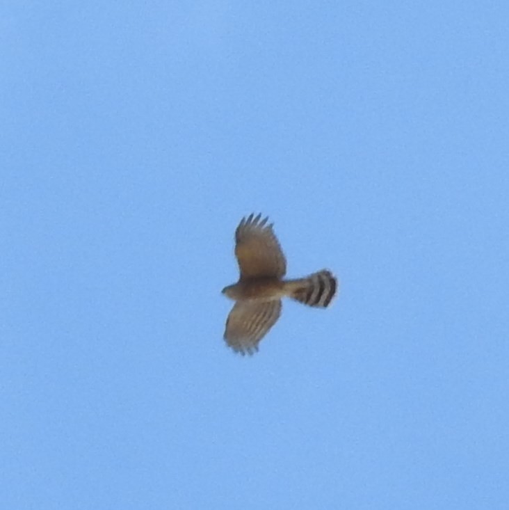 Cooper's Hawk - ML70018931