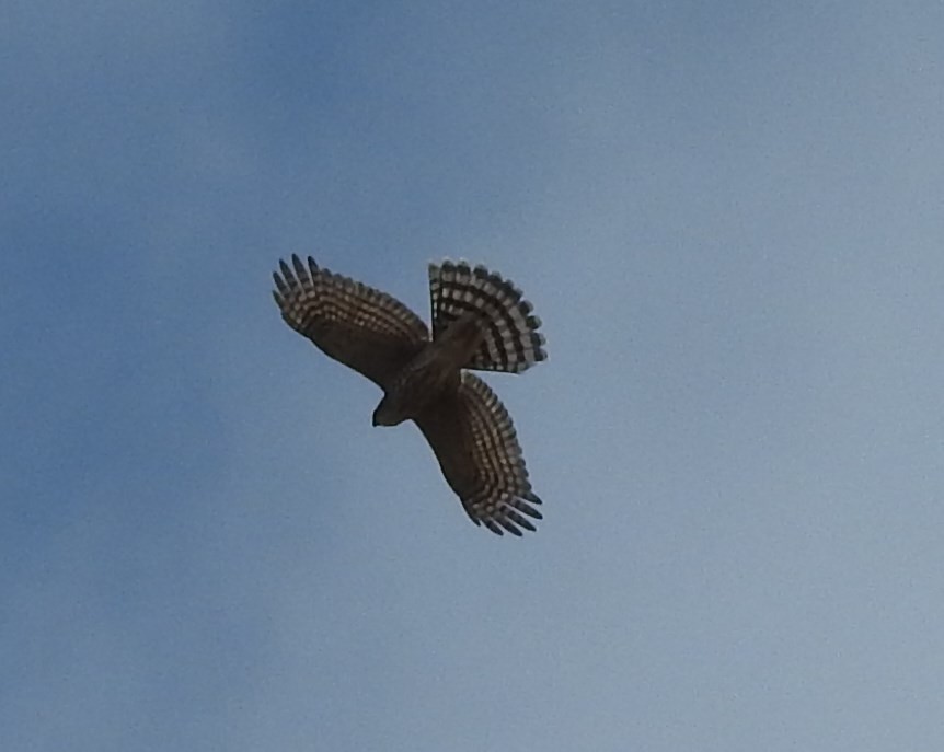 Cooper's Hawk - ML70018941