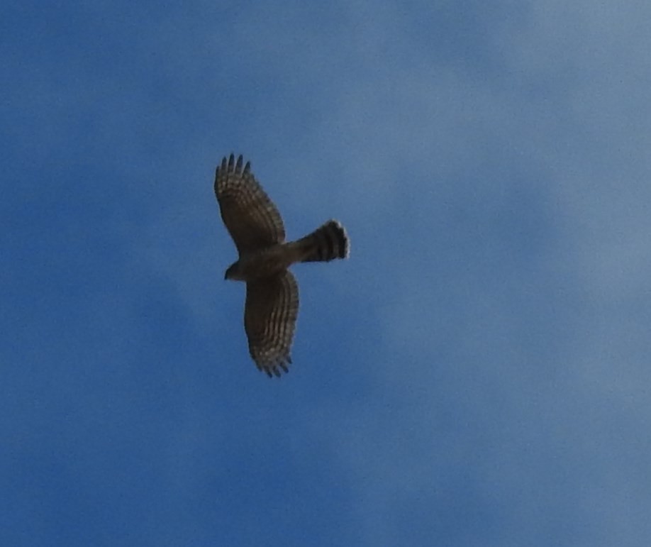 Cooper's Hawk - ML70018951